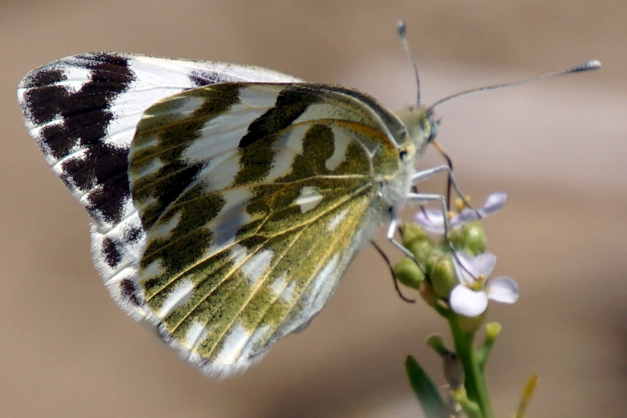 Coenonympha unicata - Reseda-Weißling (Resedafalter, Westlicher Resedaweißling)